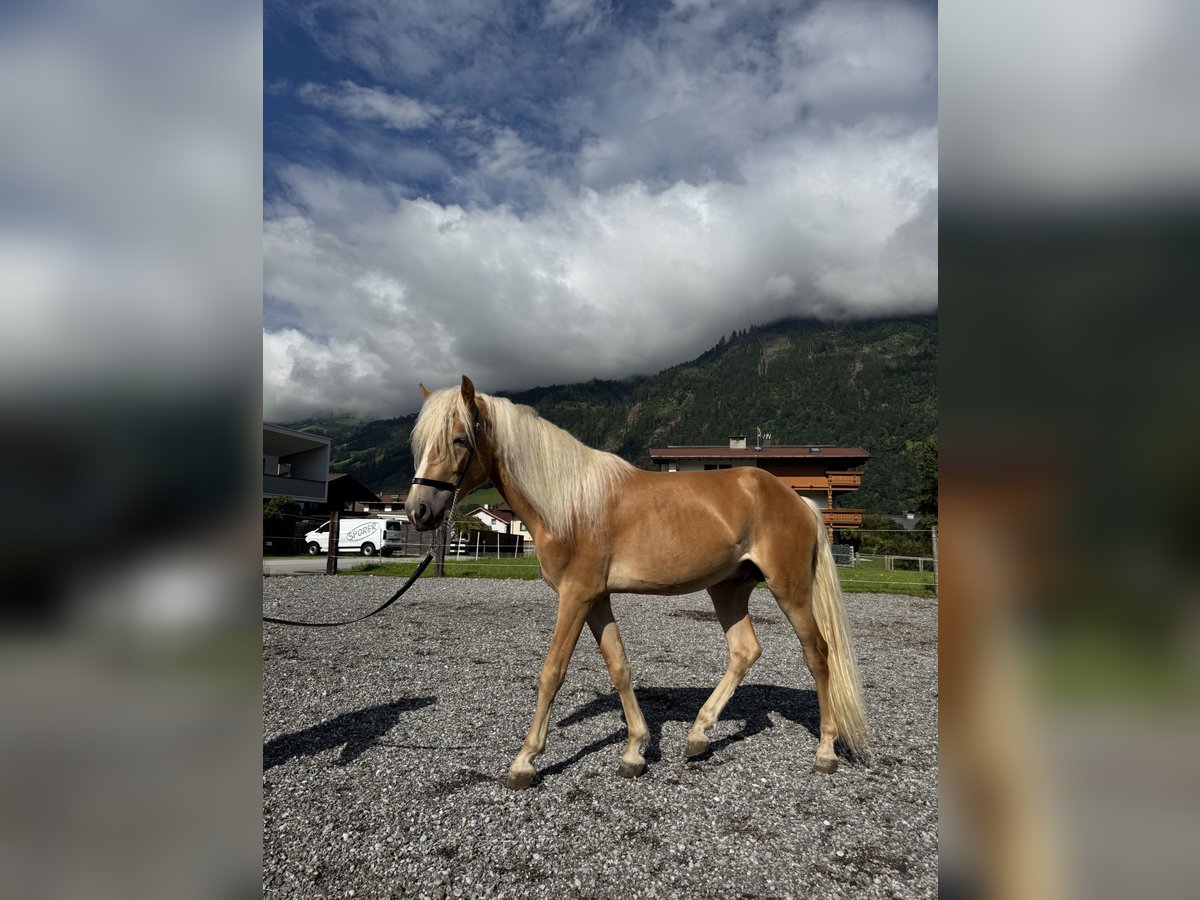 Hafliger Ogier 2 lat in Uderns