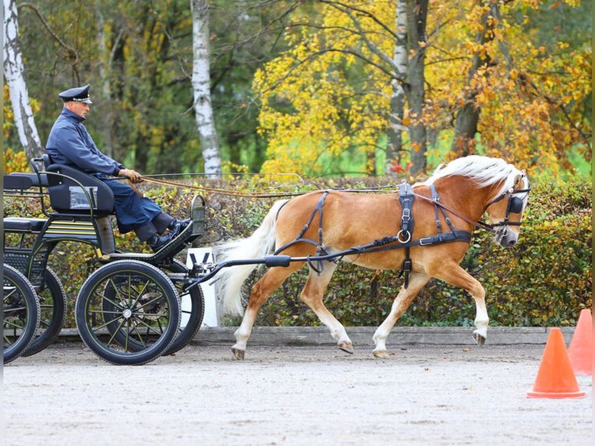 Hafliger Ogier Kasztanowata in Bernstadt