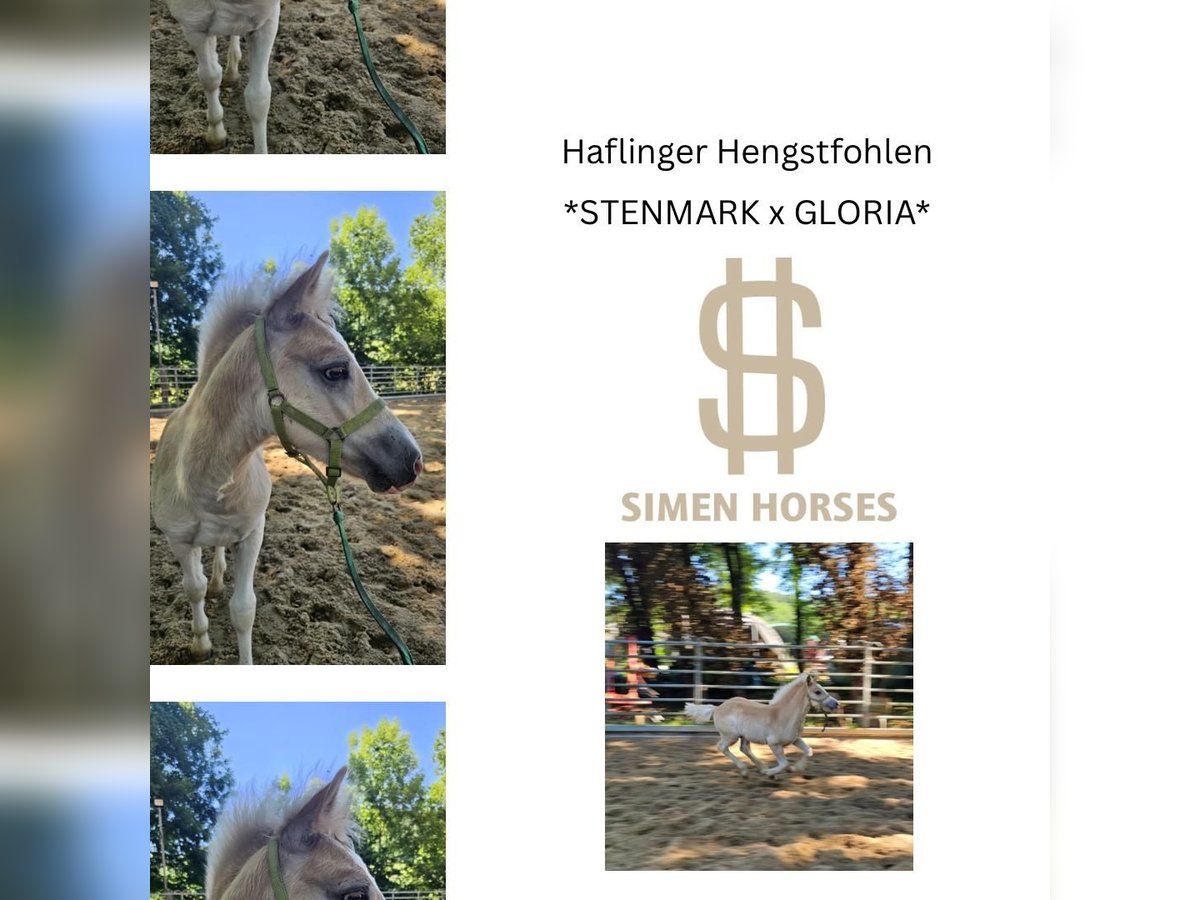 Hafliger Ogier  147 cm Kasztanowata in Steinen
