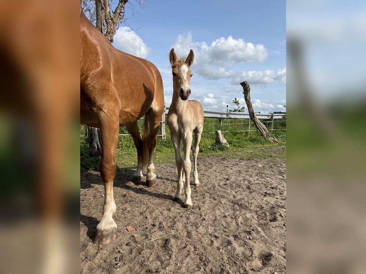 Hafliger Ogier  150 cm Kasztanowata in Wasb&#xFC;ttel