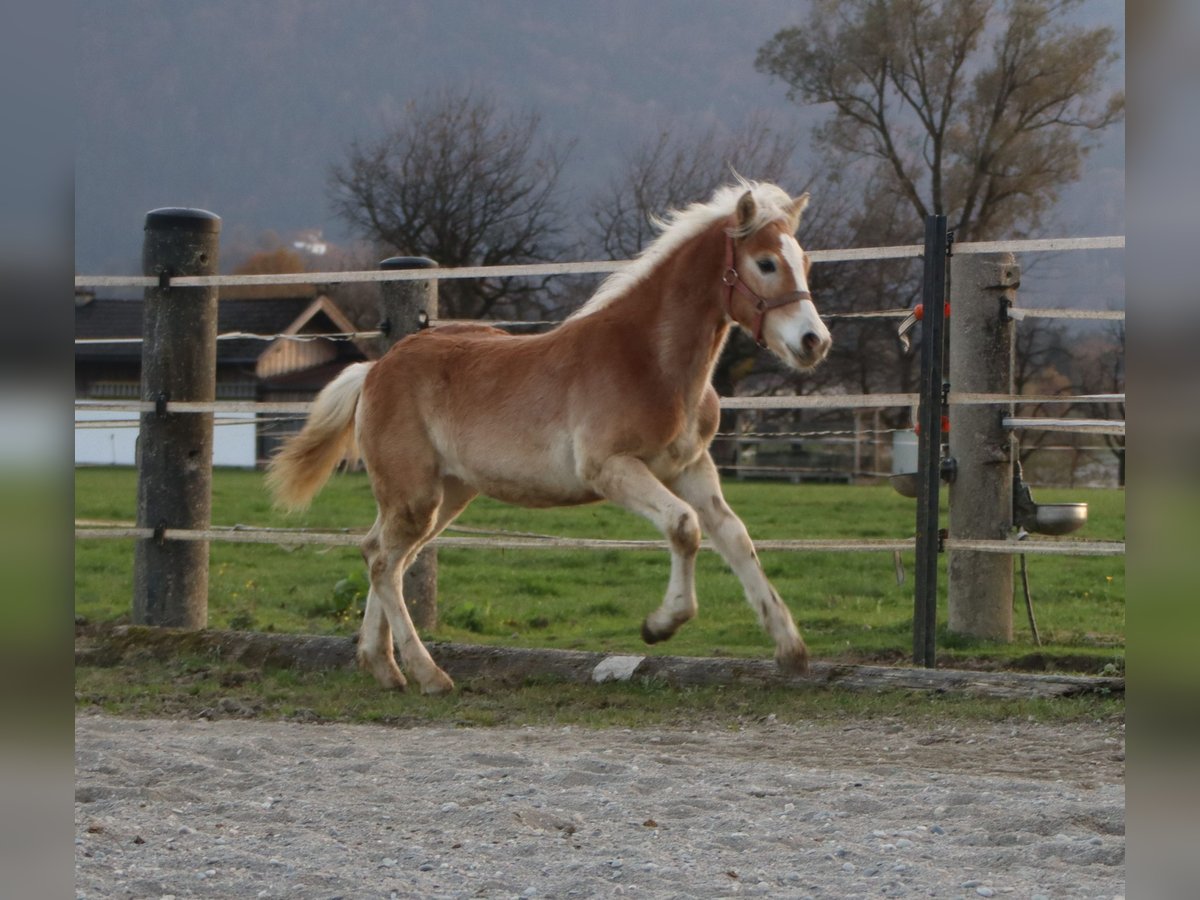 Hafliger Ogier Źrebak (04/2024) 150 cm Kasztanowata in Kirchbichl