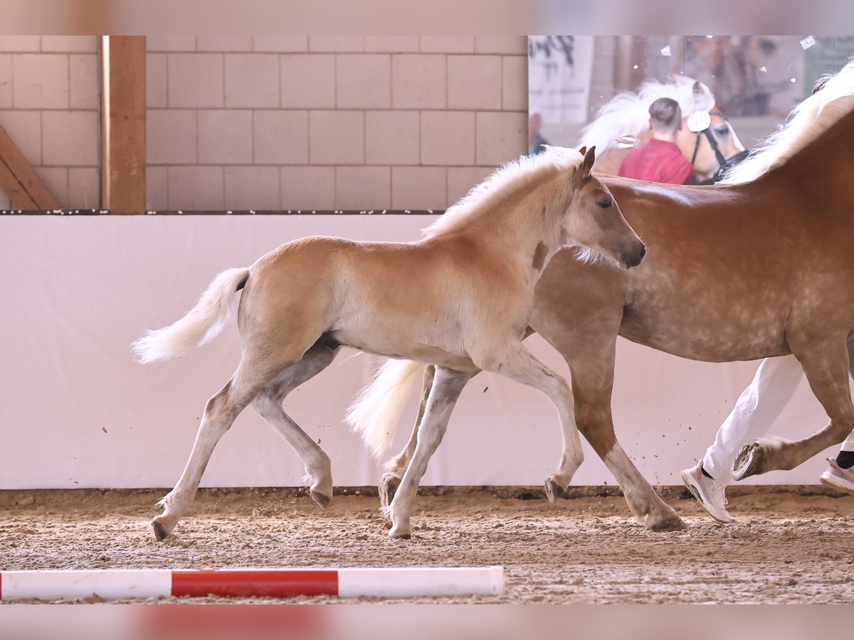 Hafliger Ogier  155 cm Kasztanowata in Oberkr&#xE4;mer