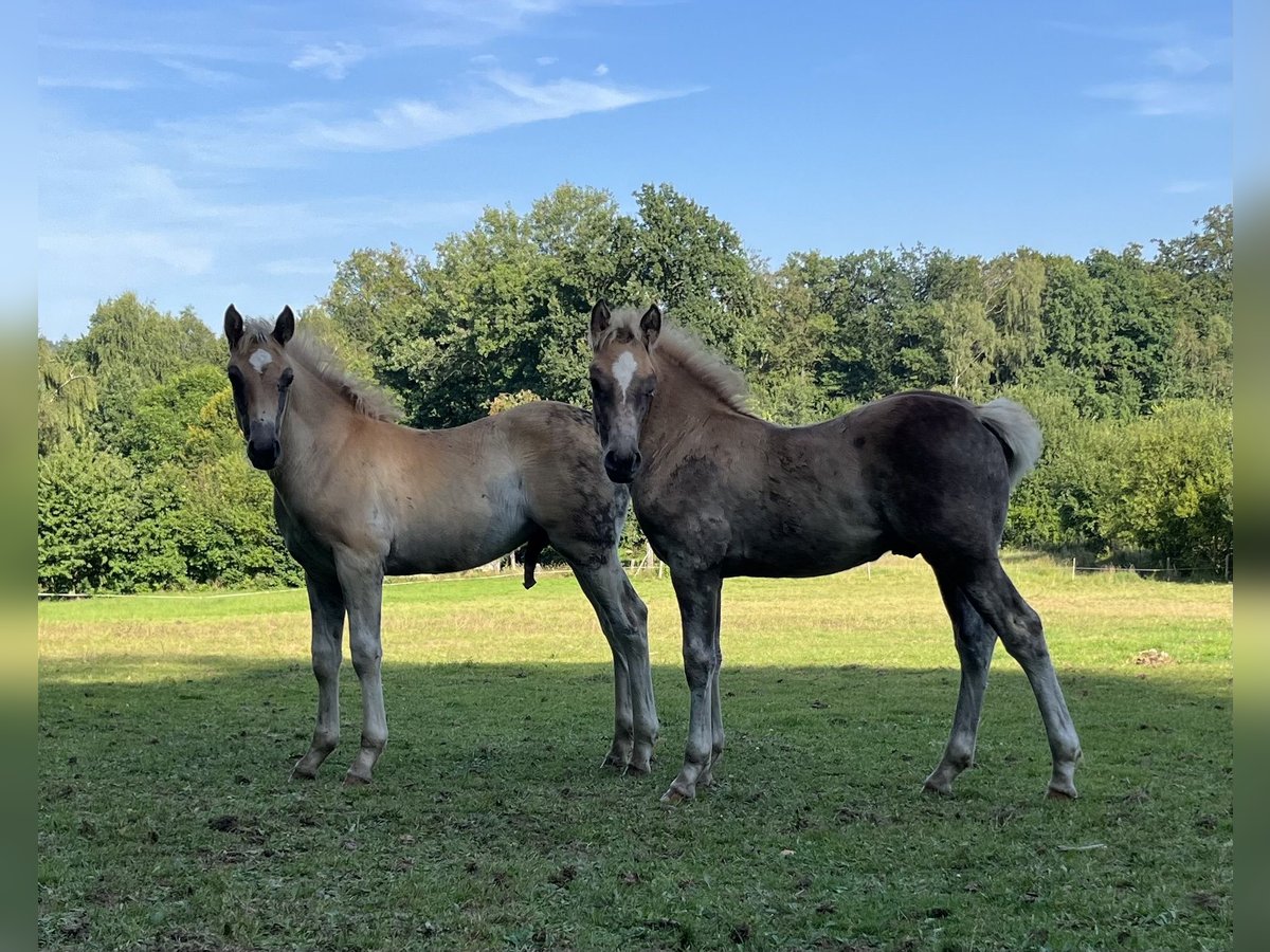 Hafliger Mix Ogier Źrebak (05/2024) Kasztanowata in Hardegsen