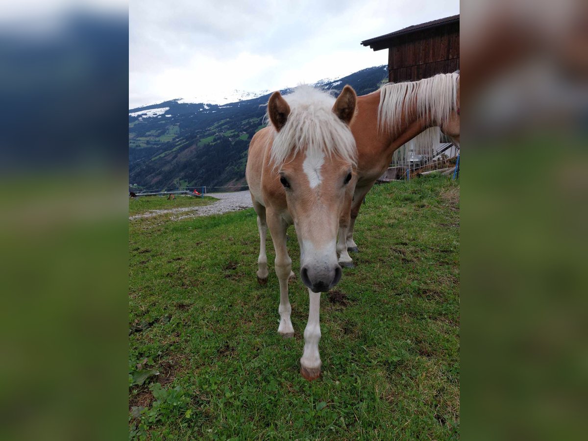 Hafliger Ogier Źrebak (03/2024) in Tirol/Zillertal