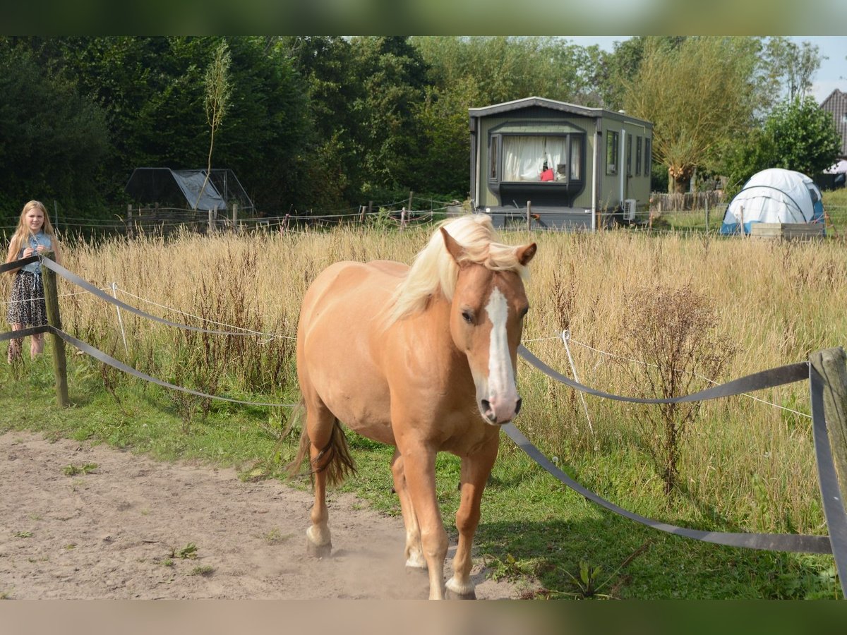 Hafliger Mix Wałach 10 lat 137 cm in Oss