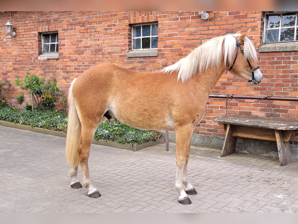 Hafliger Wałach 2 lat 147 cm Kasztanowata in D&#xF6;tlingen