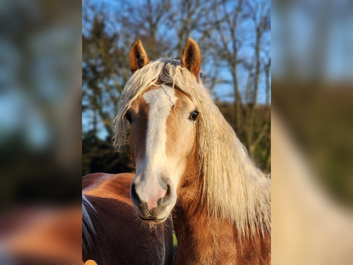 Hafliger Wałach 2 lat 150 cm Bułana in Raa-Besenbek