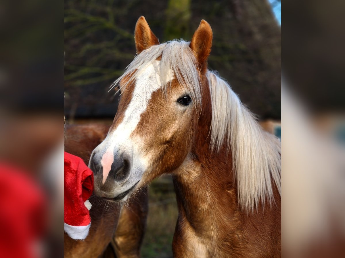 Hafliger Wałach 2 lat 150 cm Bułana in Raa-Besenbek