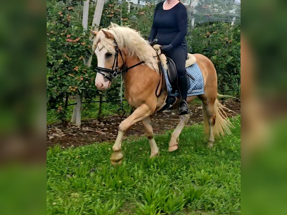 Hafliger Wałach 3 lat 145 cm Bułana in Kressbronn am Bodensee