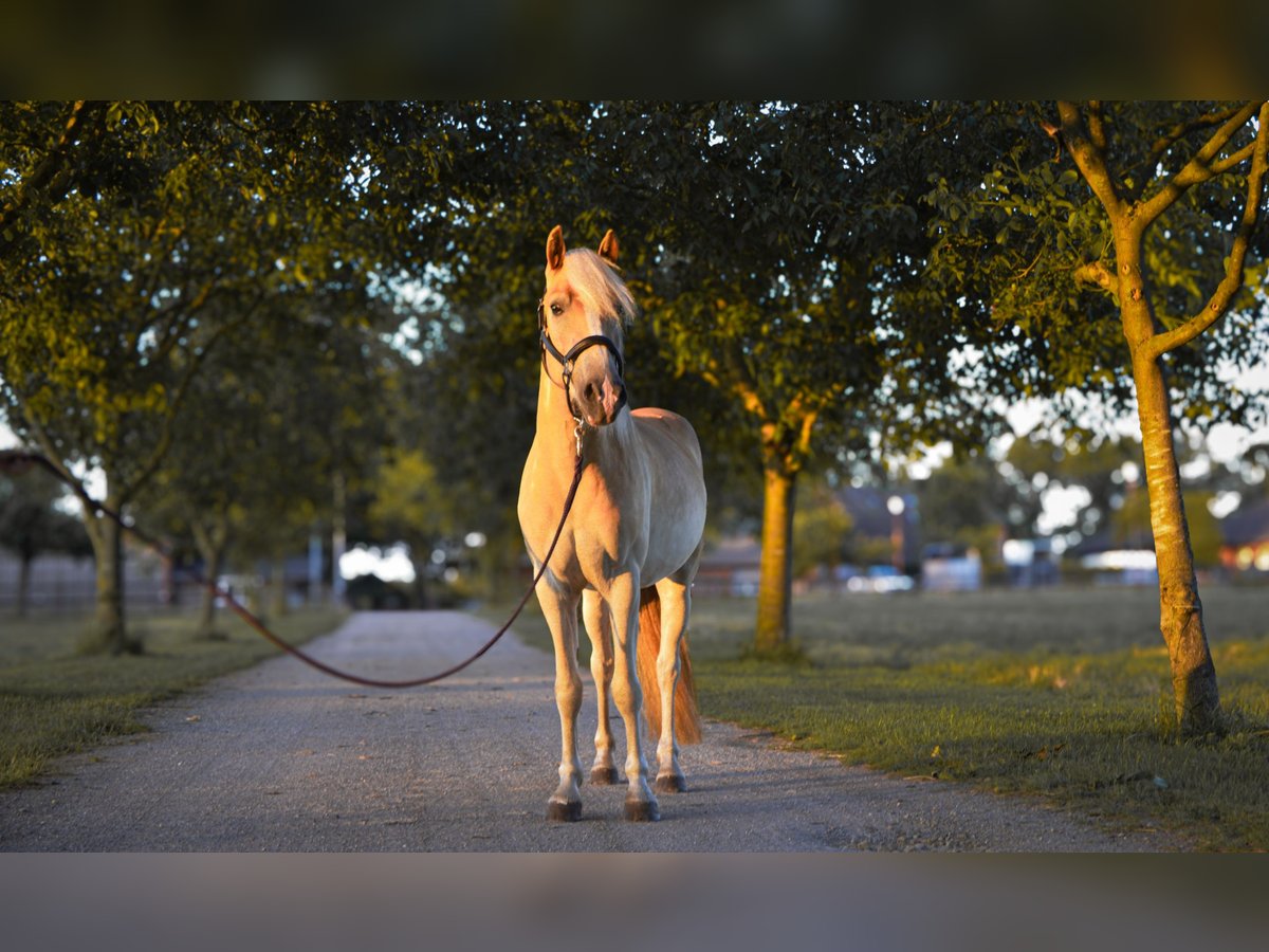 Hafliger Mix Wałach 3 lat 146 cm Kasztanowata in Emsdetten