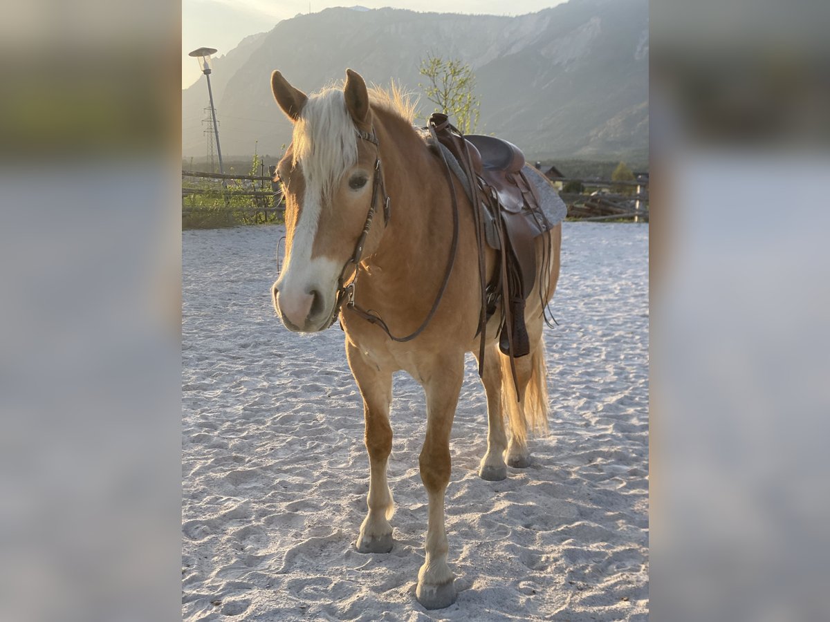 Hafliger Wałach 3 lat 150 cm Kasztanowata in Riegersdorf Oberschütt