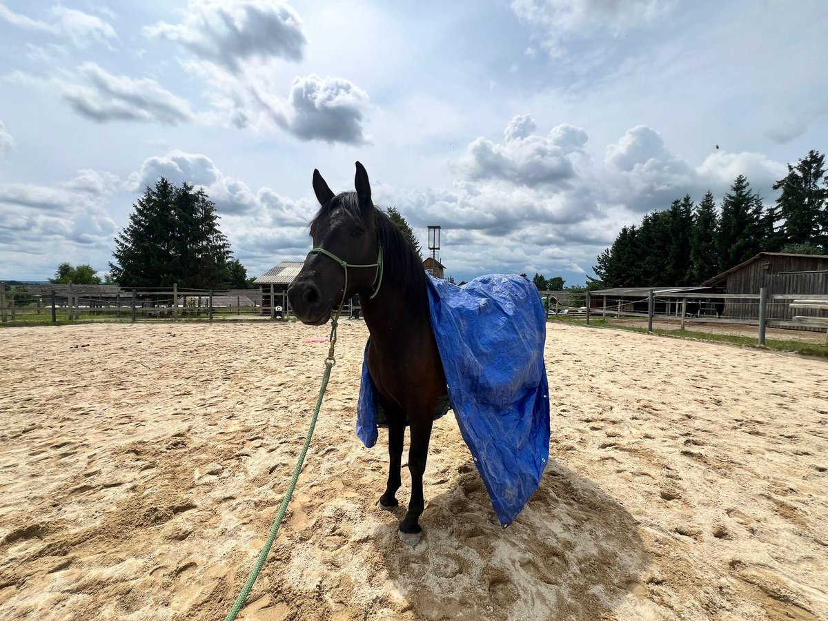 Hafliger Mix Wałach 3 lat 155 cm Ciemnogniada in Waldkirchen