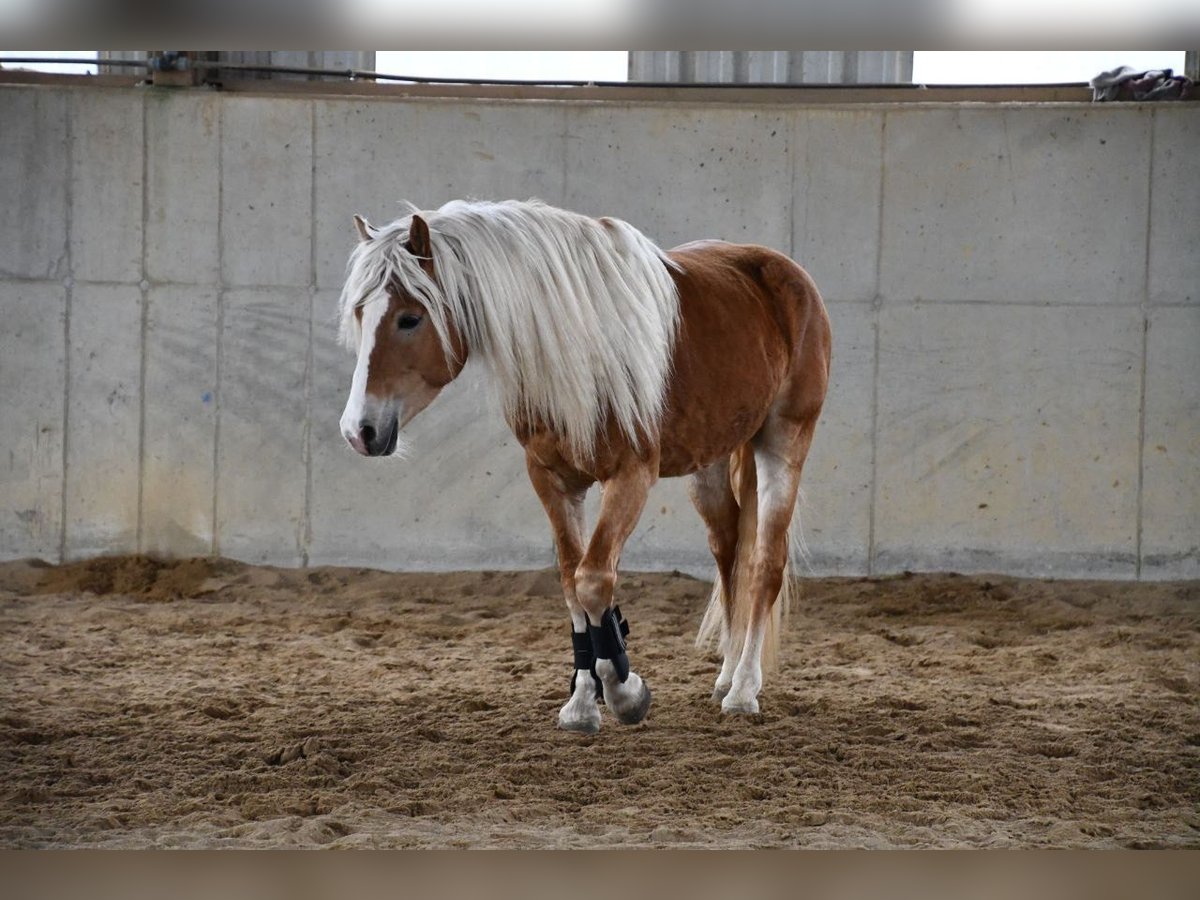 Hafliger Wałach 4 lat 148 cm Kasztanowata in Fuldatal