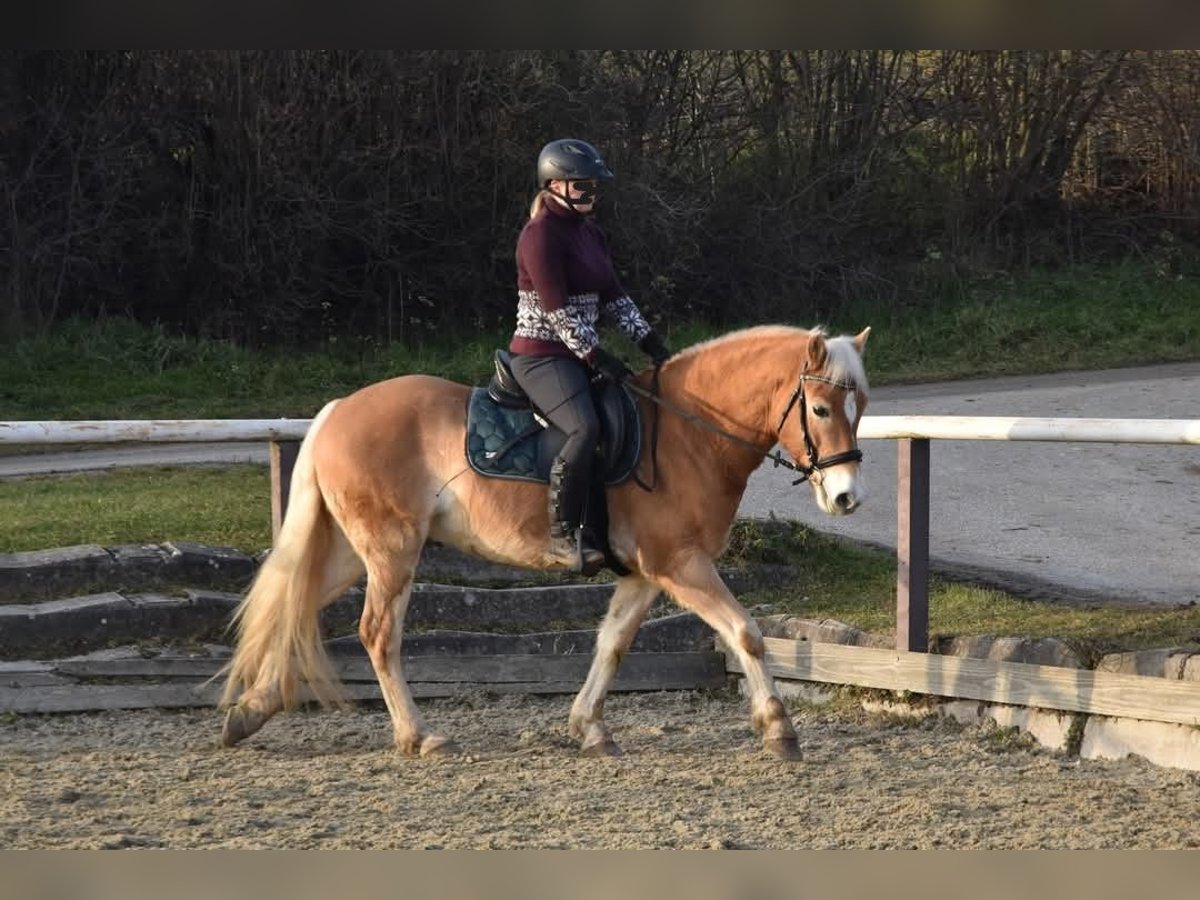 Hafliger Wałach 6 lat 150 cm in Gramastetten