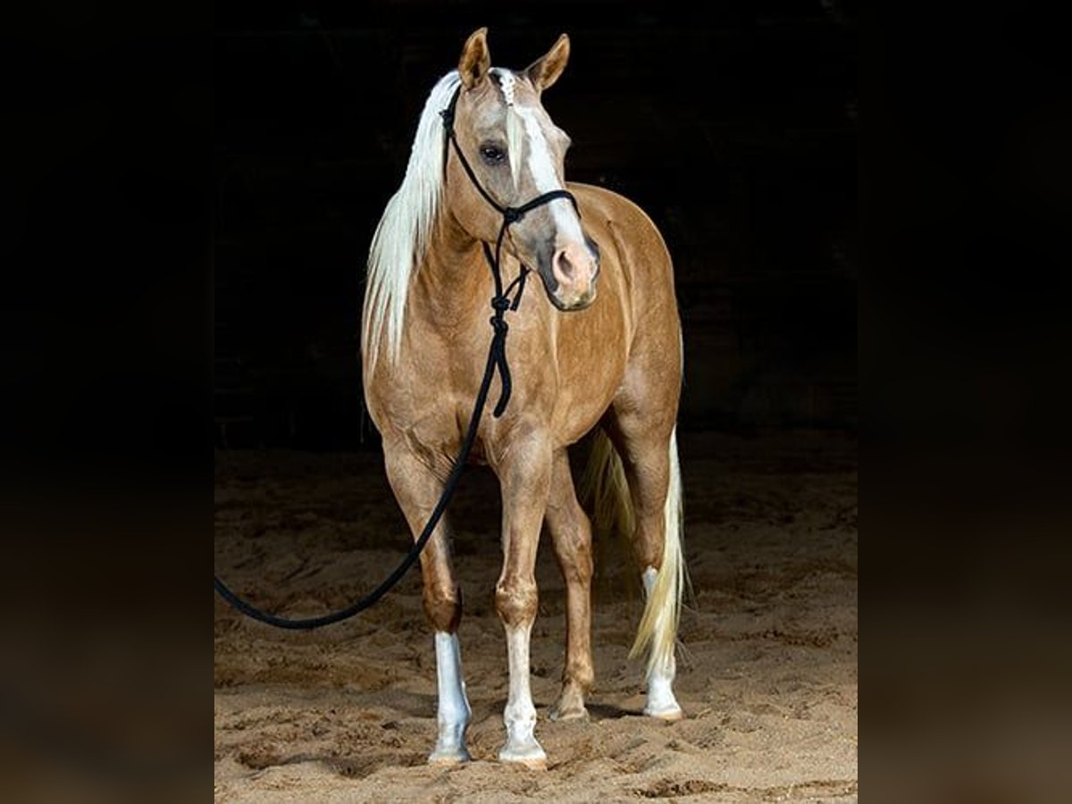 Hafliger Wałach 7 lat 152 cm Izabelowata in Princeville, IL