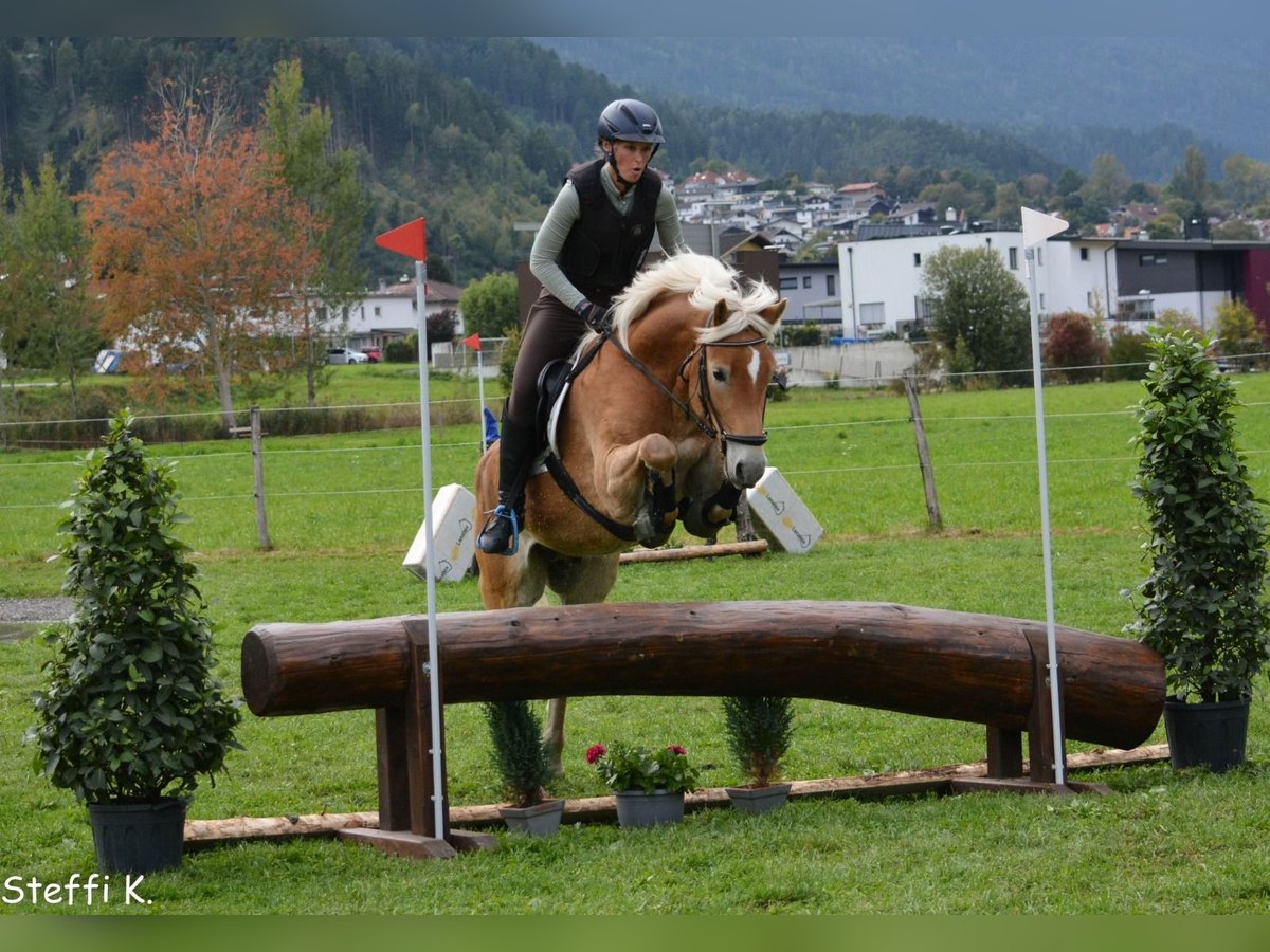 Hafliger Wałach 7 lat 155 cm Cisawa in Umhausen