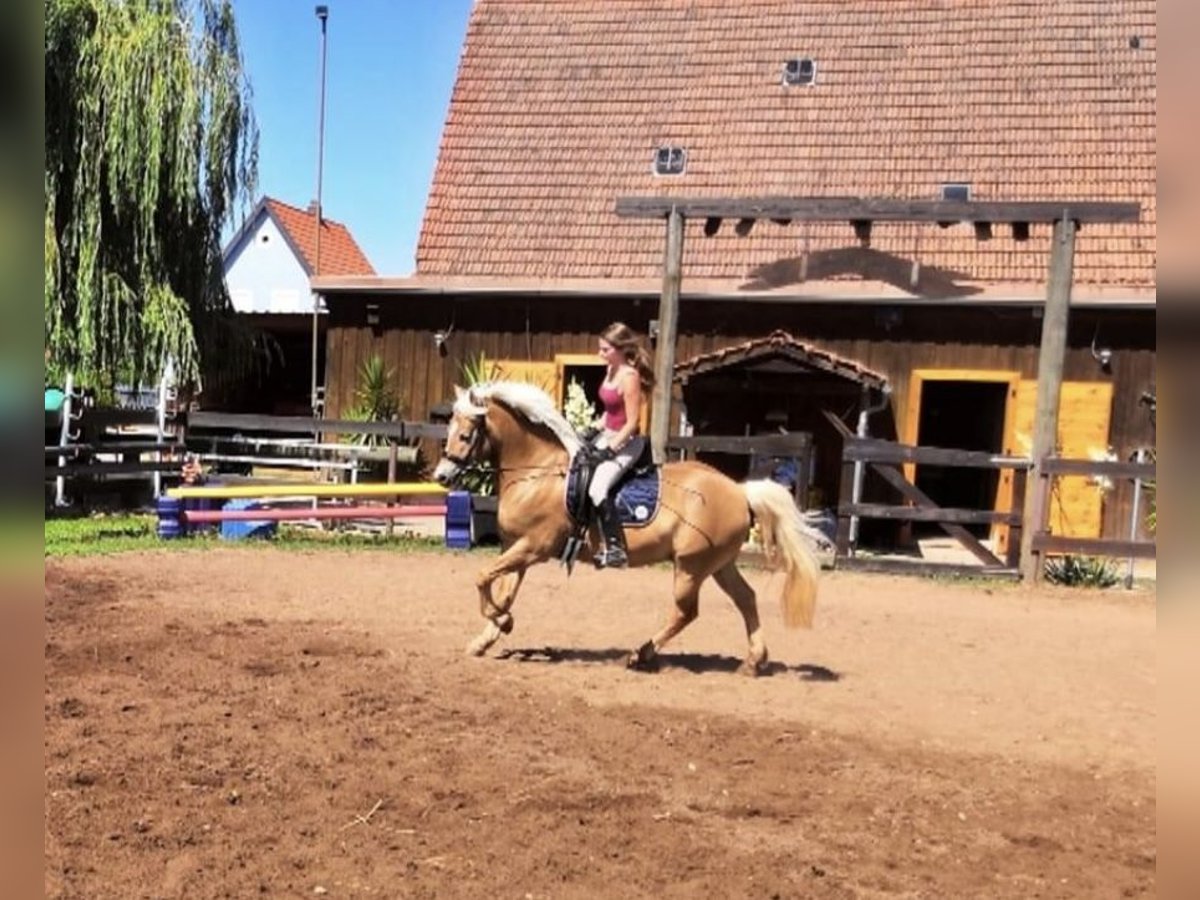 Hafliger Wałach 19 lat 145 cm in Zwischen Possenheim und Enzlar