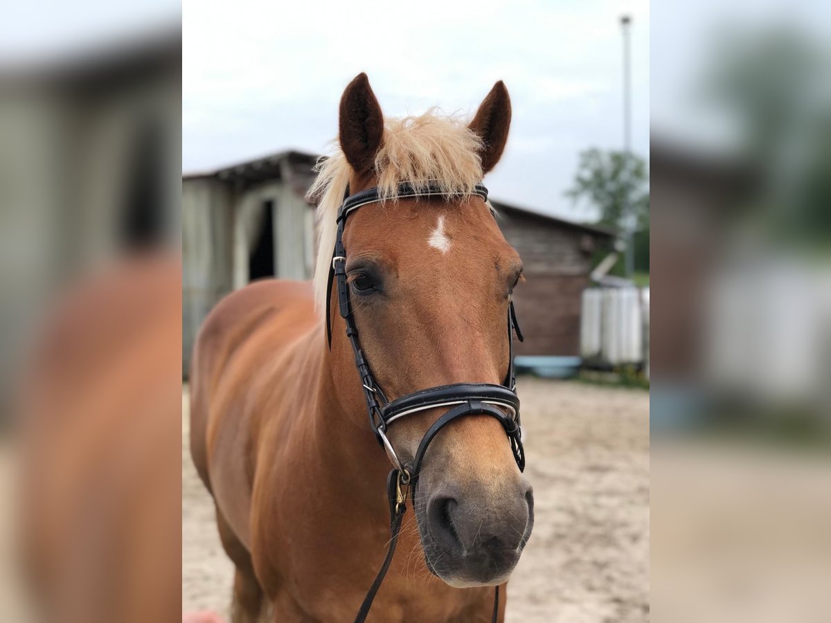 Hafliger Mix Wałach 19 lat 153 cm Kasztanowata in Südbrookmerland Victorbur