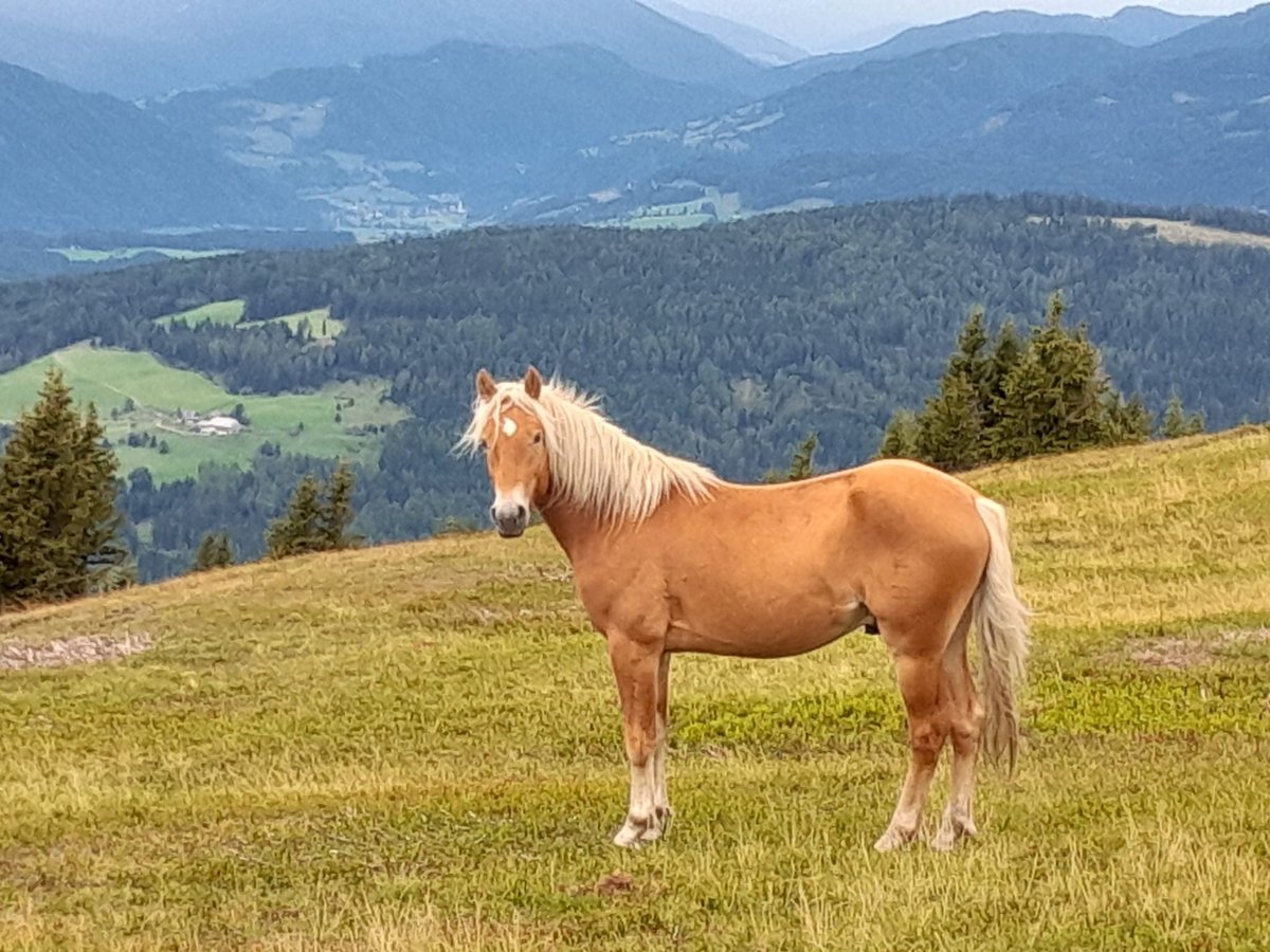 Hafliger Wałach 2 lat 146 cm in Pöllau am Greim