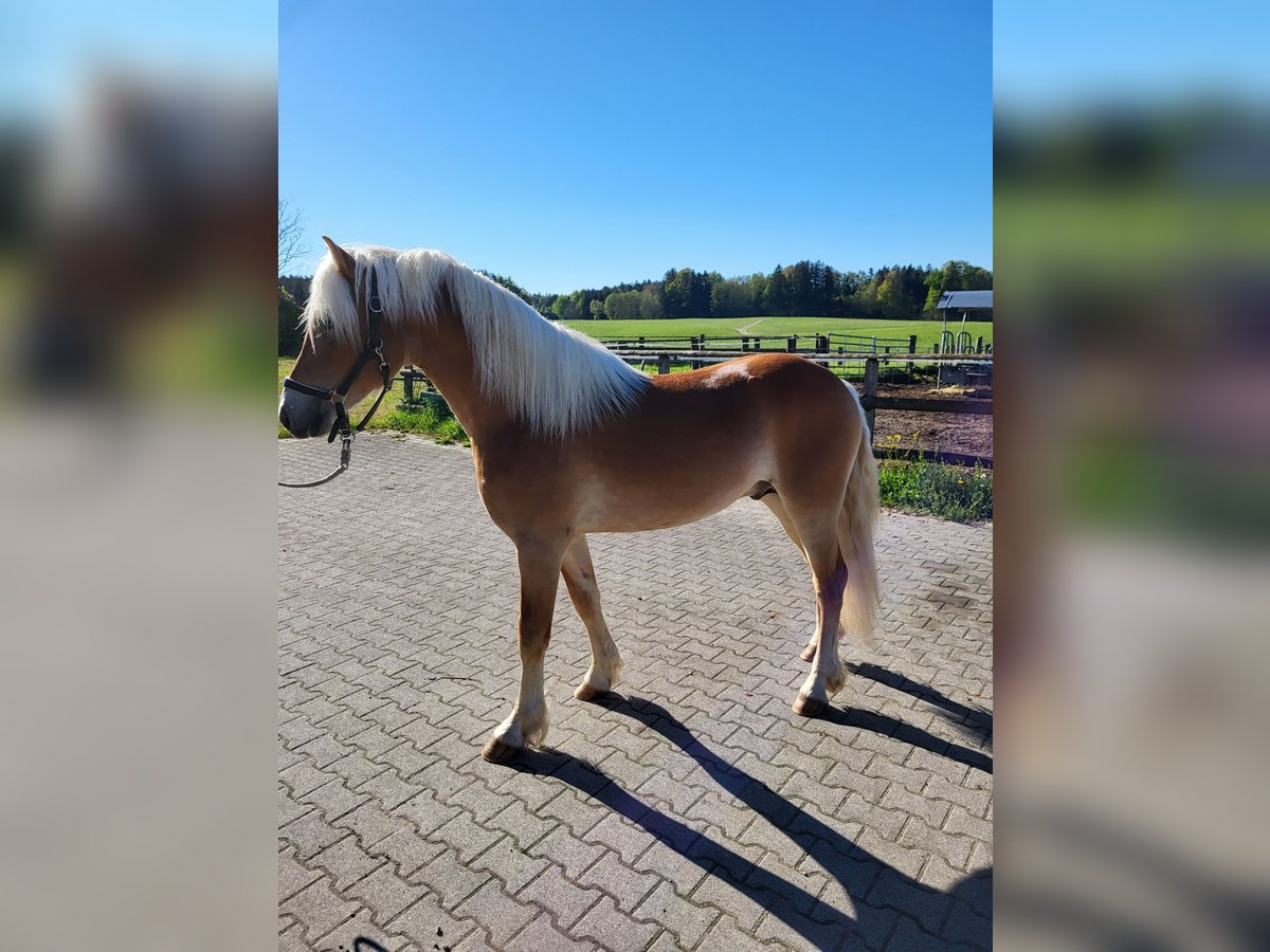 Hafliger Wałach 2 lat 150 cm Kasztanowata in EbersbergEbersberg