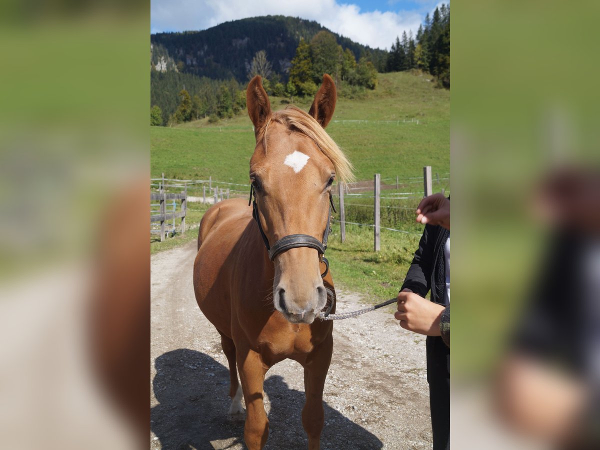 Hafliger Wałach 2 lat 150 cm Kasztanowata in Achenkirch