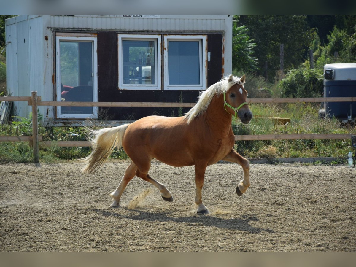 Hafliger Wałach 2 lat 151 cm Kasztanowata in Wördern