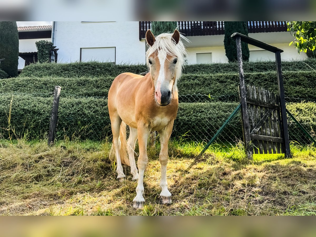 Hafliger Wałach 2 lat Kasztanowata in Fritzlar