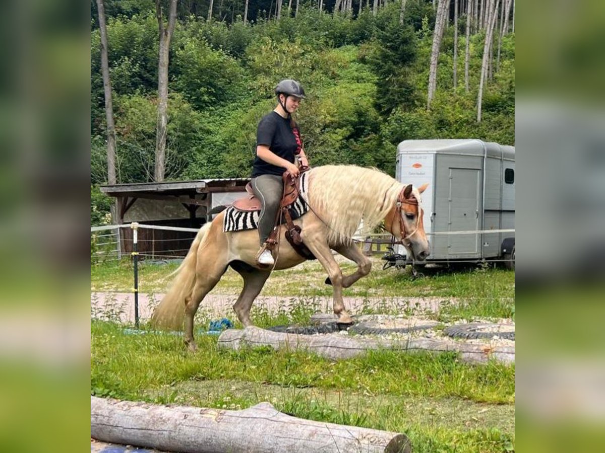 Hafliger Wałach 3 lat 148 cm Kasztanowata in Bayerbach