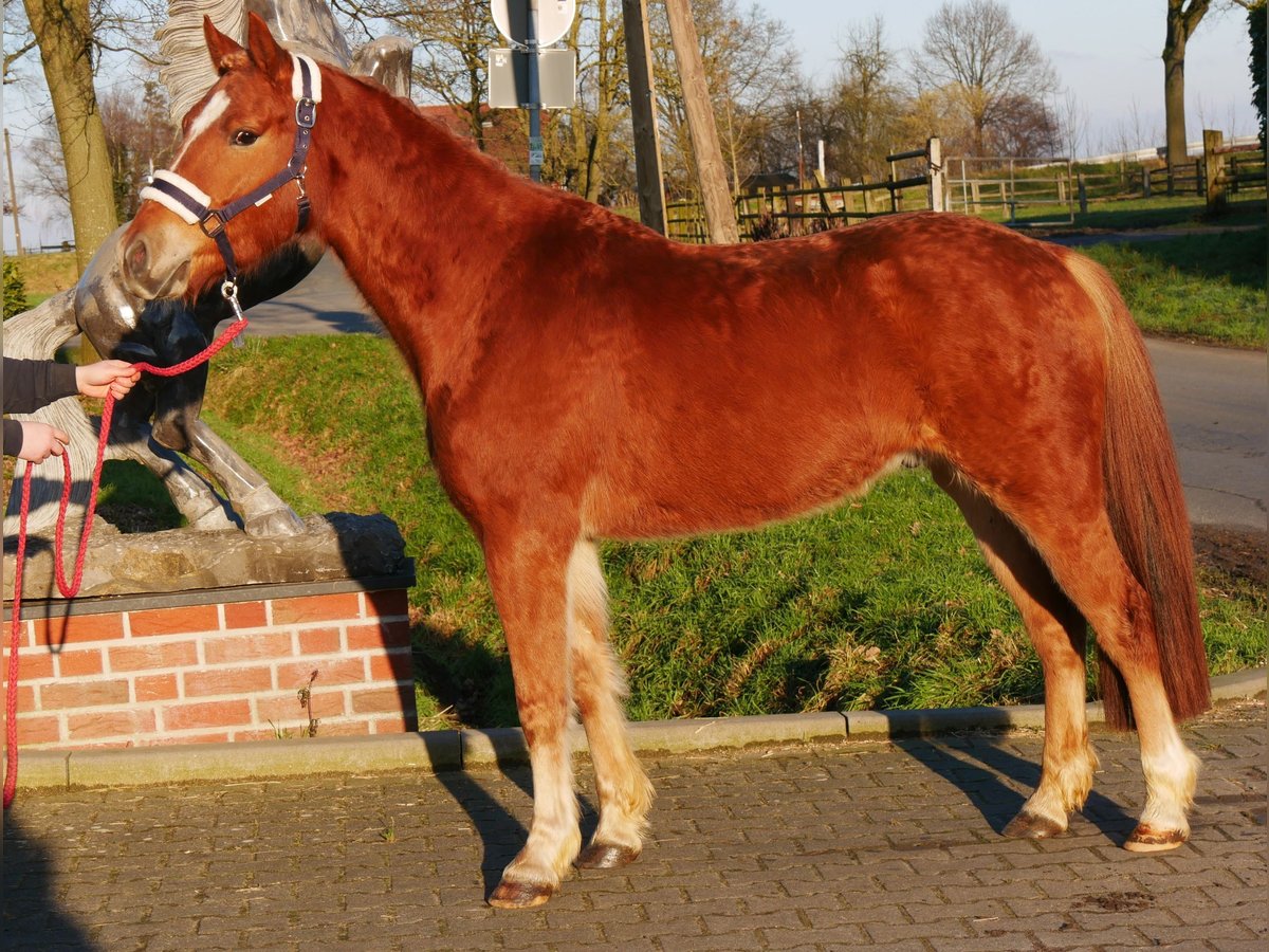 Hafliger Mix Wałach 4 lat 142 cm in Dorsten