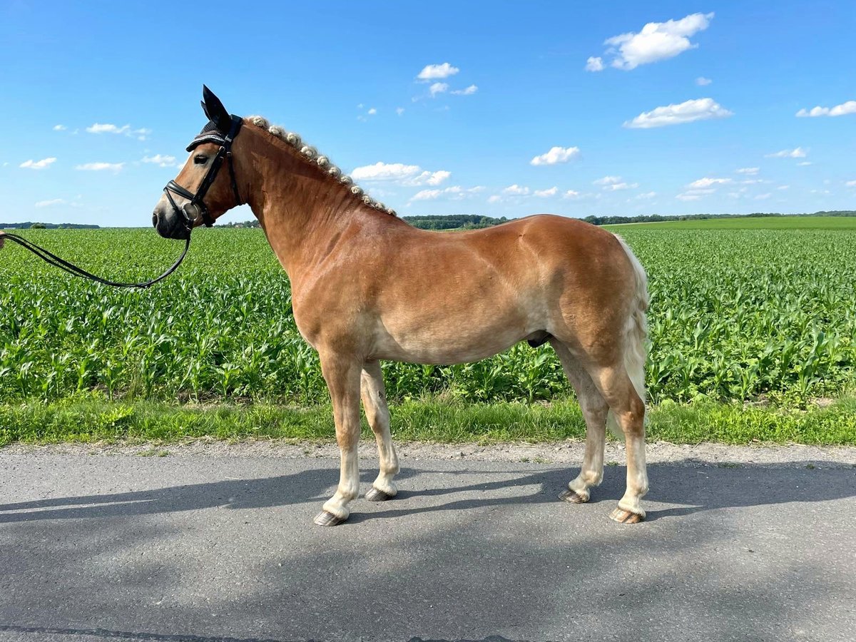 Hafliger Wałach 4 lat 145 cm Kasztanowata in Wermsdorf