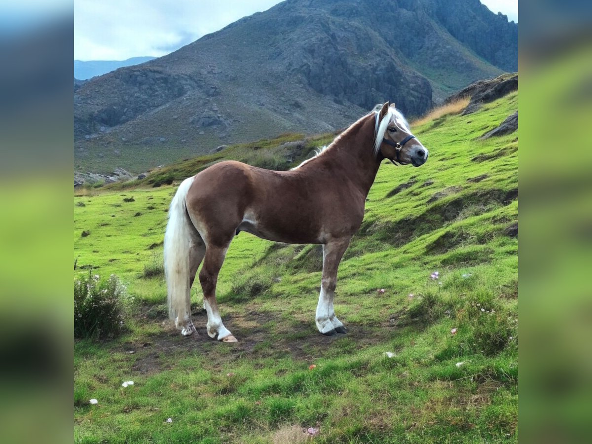 Hafliger Wałach 4 lat 147 cm Kasztanowata in Mainbernheim