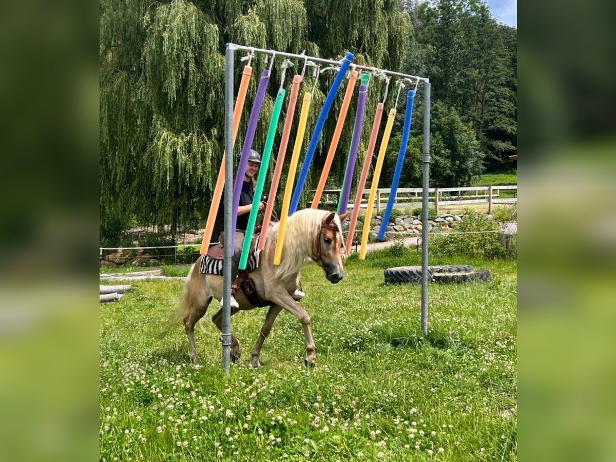 Hafliger Wałach 4 lat 148 cm Kasztanowata in Bayerbach