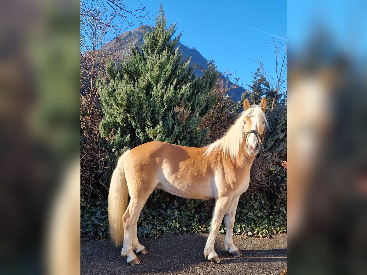 Hafliger Wałach 4 lat 148 cm Kasztanowata in Gummern