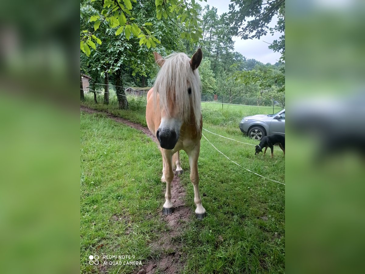 Hafliger Wałach 4 lat 158 cm Kasztanowata in Gelnhausen