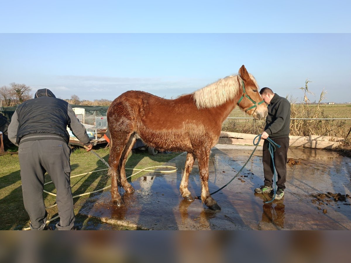 Hafliger Wałach 4 lat 165 cm Kasztanowata in Ancona