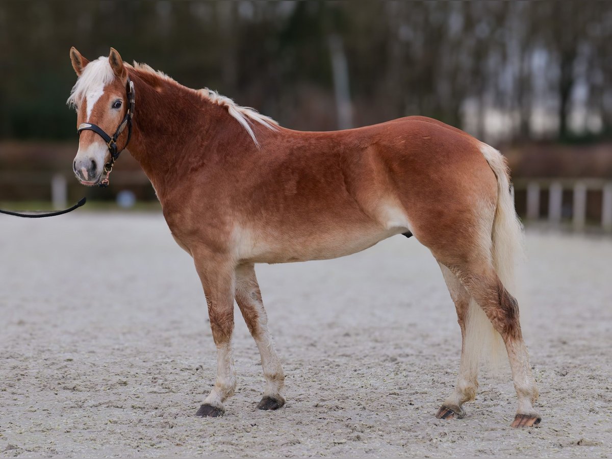 Hafliger Wałach 5 lat 150 cm Kasztanowata in Neustadt (Wied)