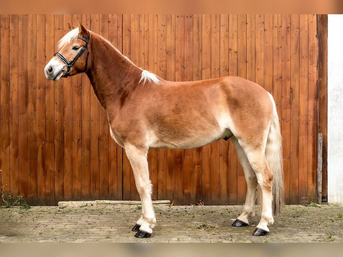 Hafliger Wałach 5 lat 158 cm Jasnogniada in Ballenstedt