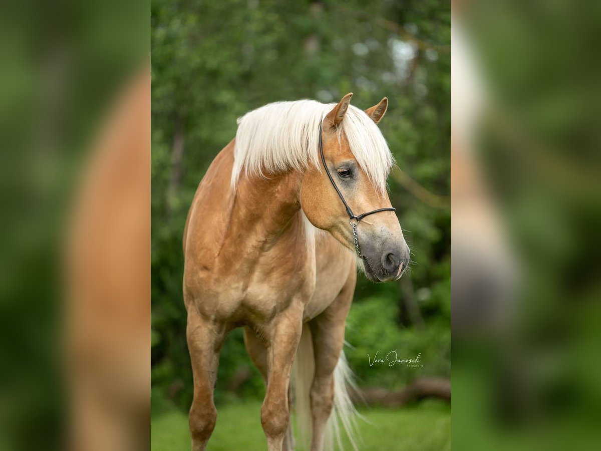 Hafliger Wałach 6 lat 158 cm Kasztanowata in Großtaxen