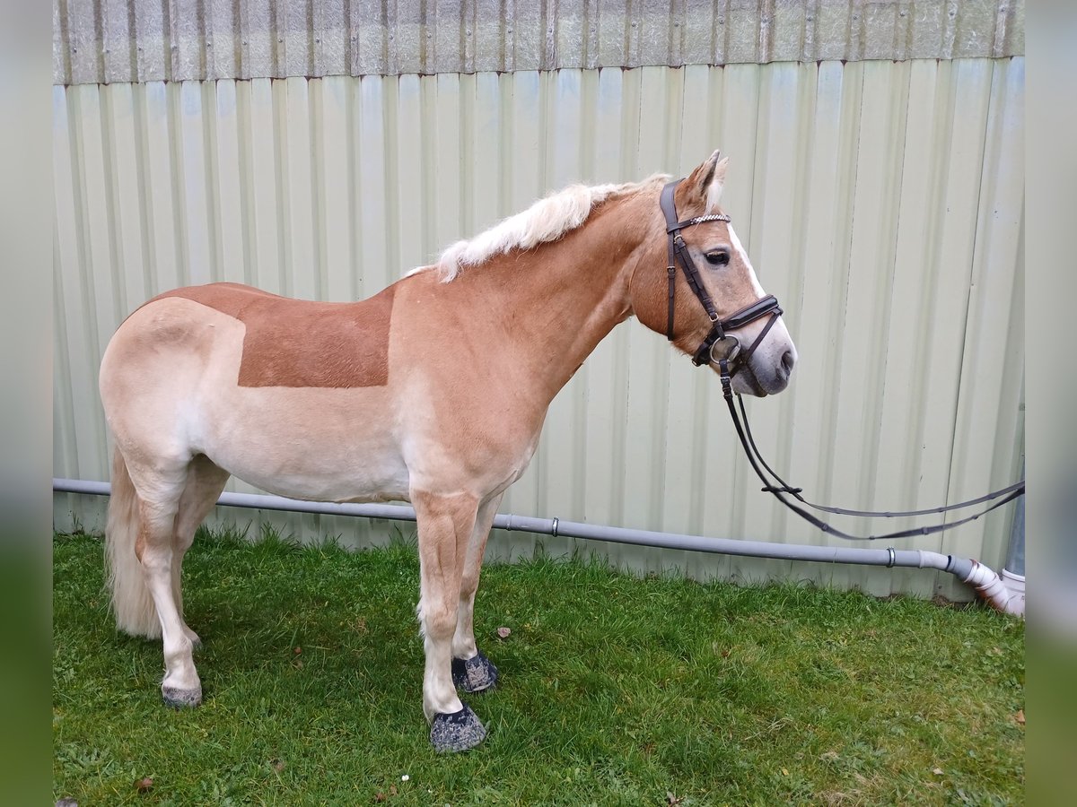 Haflinger / Avelignese Mix Castrone 10 Anni 149 cm Falbo in Hilden