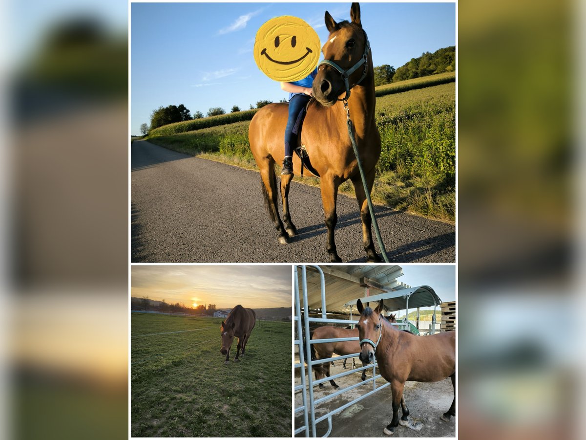 Haflinger / Avelignese Mix Castrone 10 Anni 150 cm Baio in Krautheim