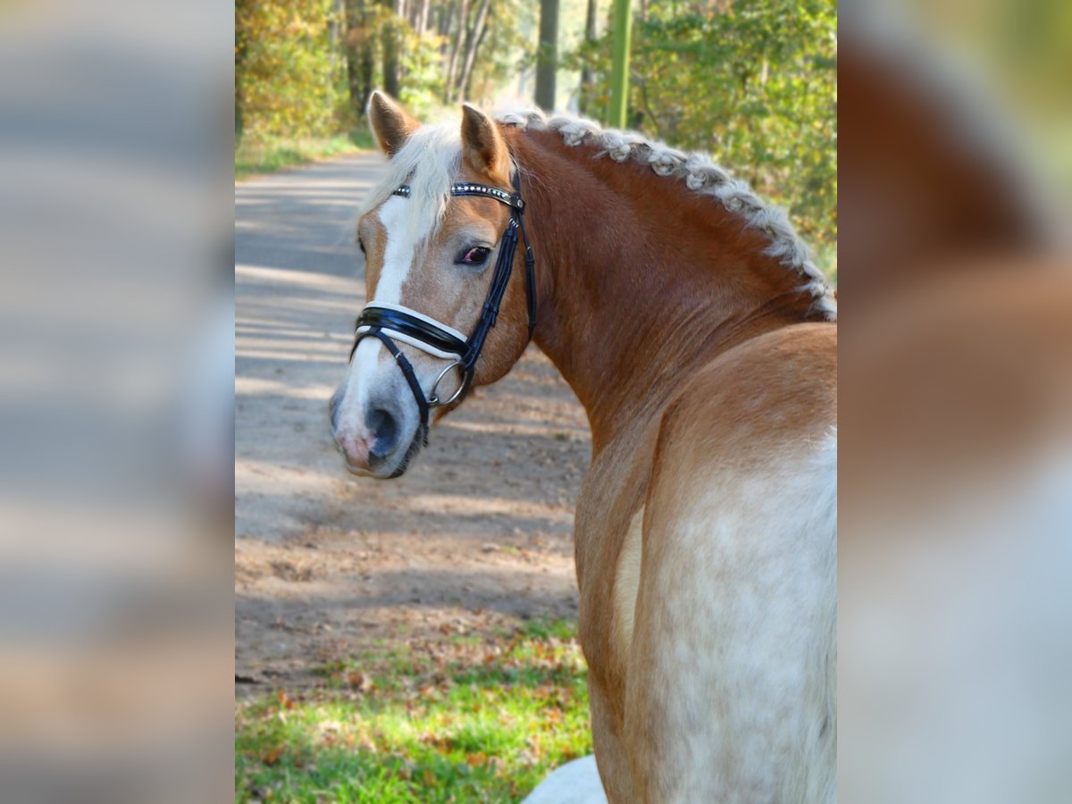 Haflinger / Avelignese Castrone 10 Anni 152 cm Palomino in Eldena