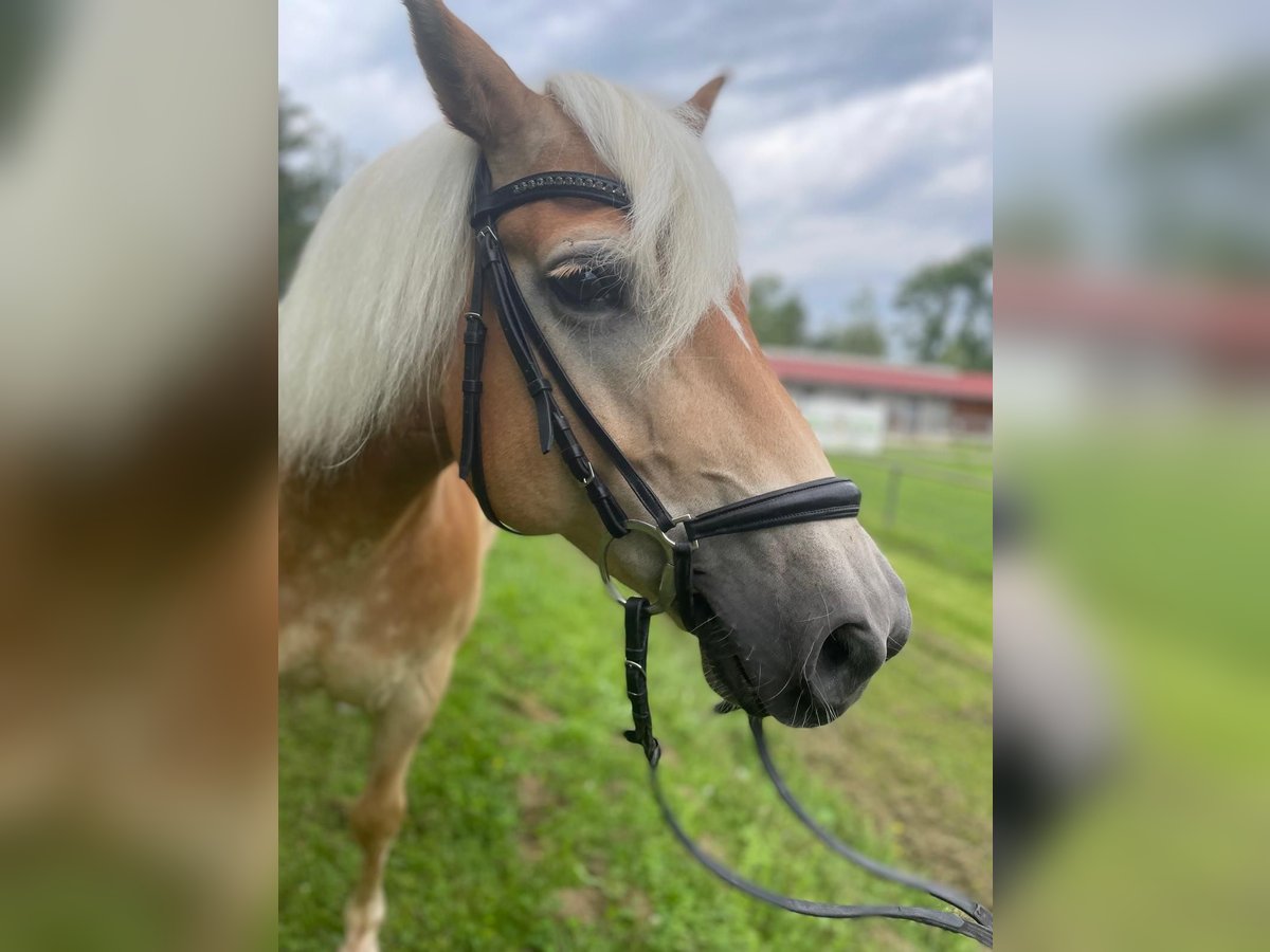 Haflinger / Avelignese Castrone 11 Anni 150 cm Baio chiaro in Leingarten