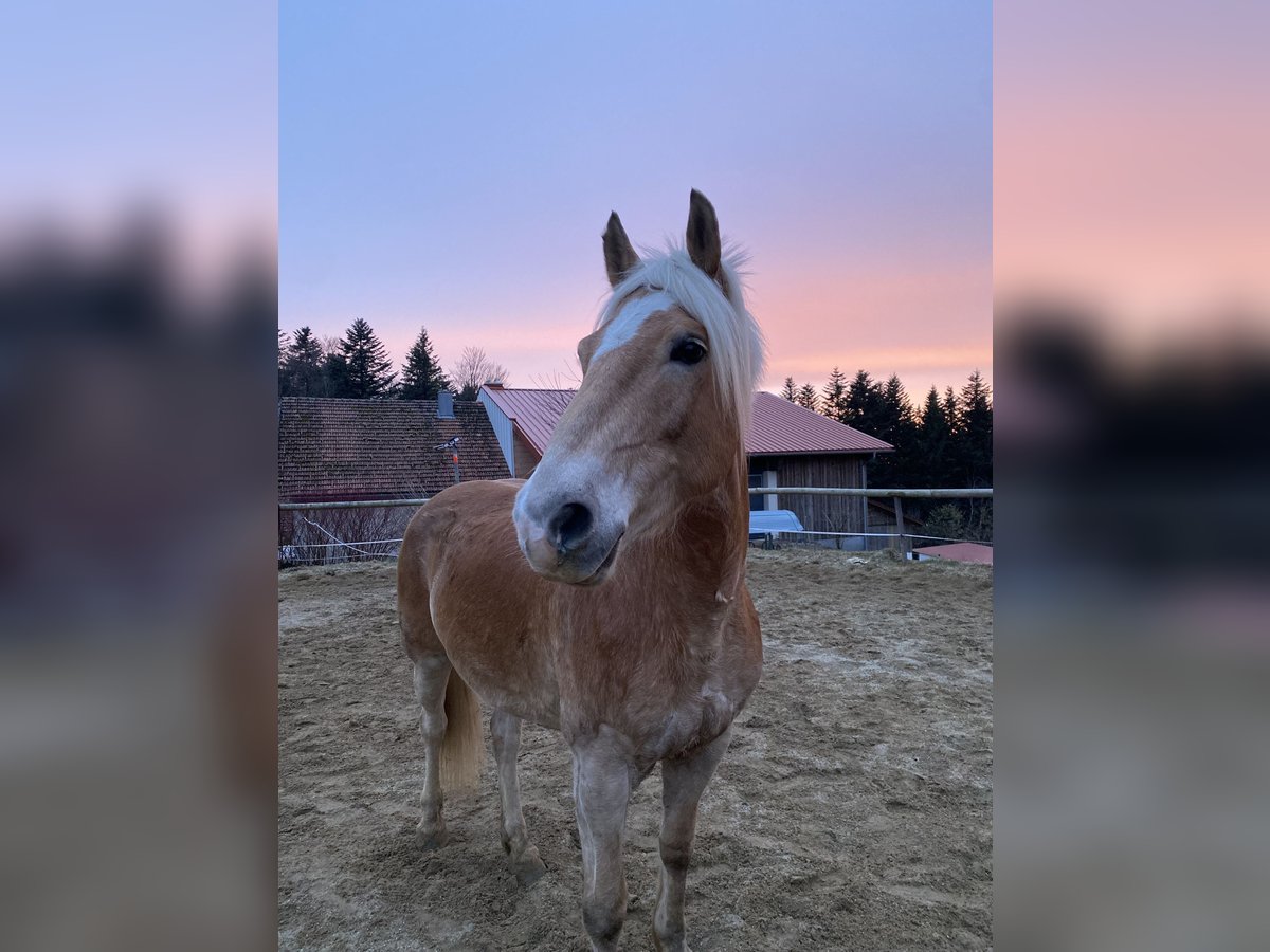 Haflinger / Avelignese Castrone 11 Anni 158 cm Falbo in Wegscheid