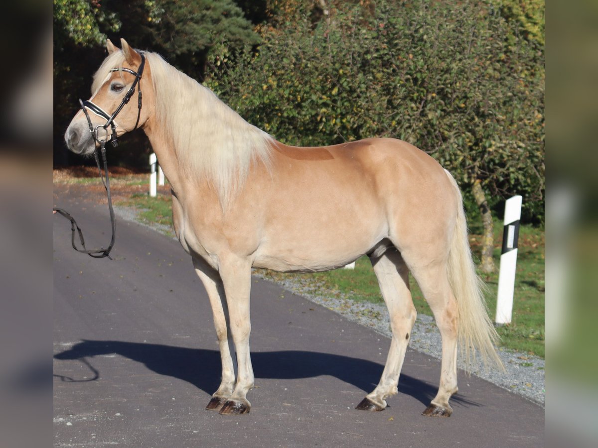 Haflinger / Avelignese Castrone 12 Anni 148 cm Falbo in Deinstedt