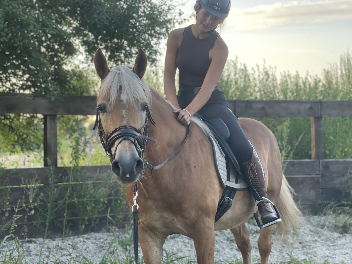 Haflinger / Avelignese Castrone 12 Anni 148 cm Sauro in Trebbin