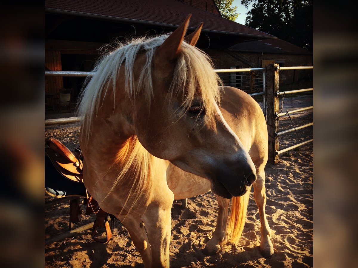 Haflinger / Avelignese Castrone 12 Anni 150 cm in Salzkotten