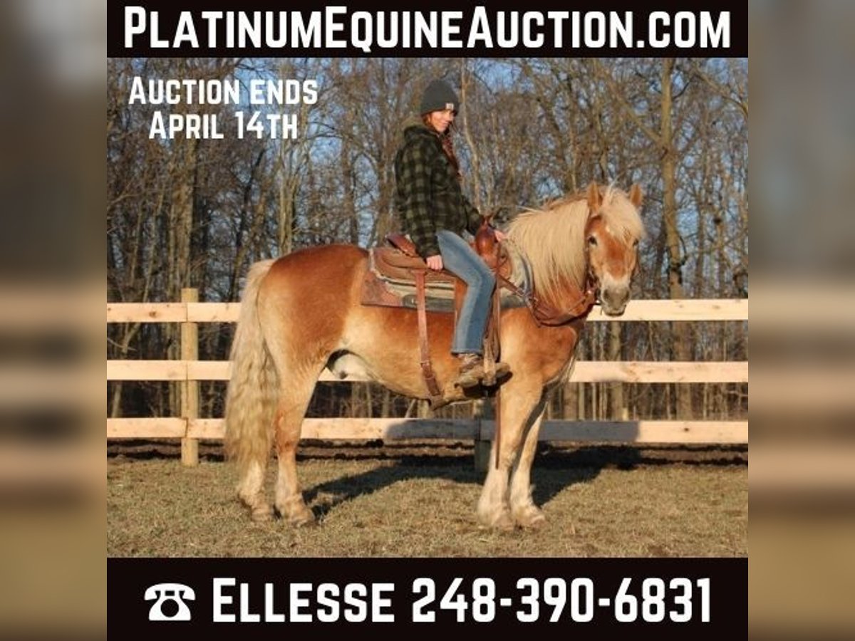 Haflinger / Avelignese Castrone 14 Anni 142 cm Palomino in HOWELL, MI