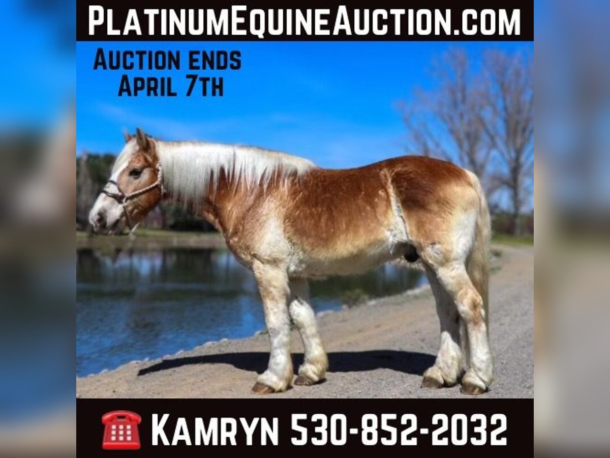 Haflinger / Avelignese Castrone 14 Anni 150 cm in Pleasant Grove, CA