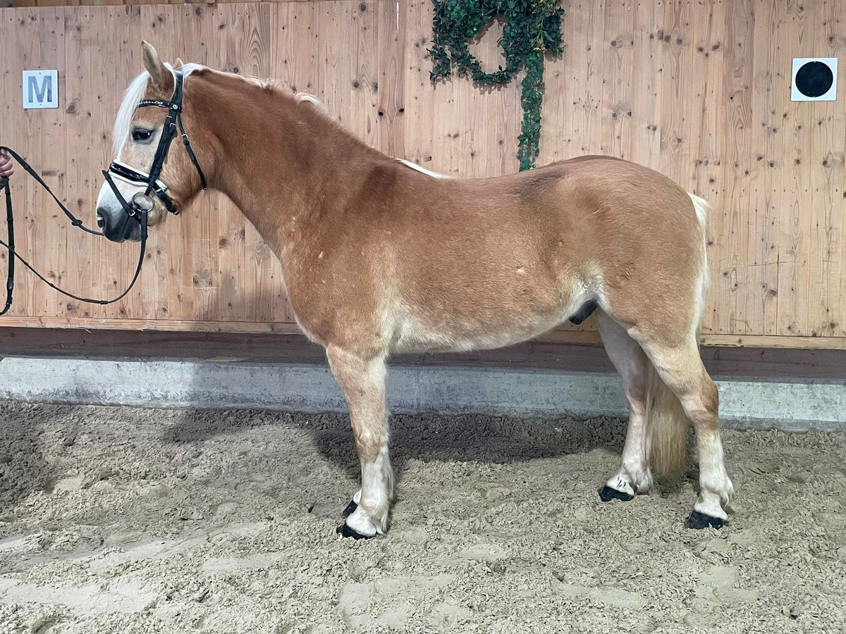 Haflinger / Avelignese Castrone 14 Anni 152 cm in Obertilliach