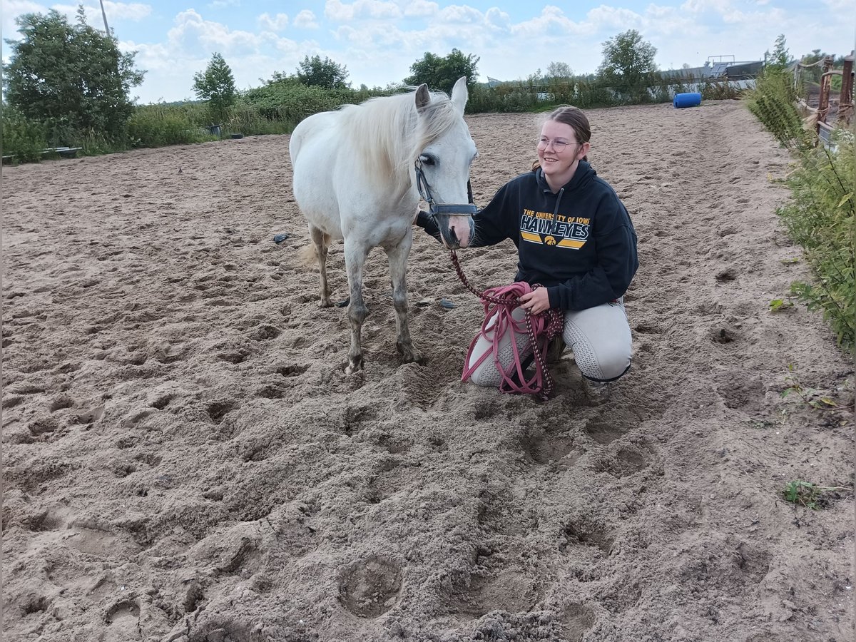 Haflinger / Avelignese Castrone 15 Anni 115 cm Grigio in Montfoort